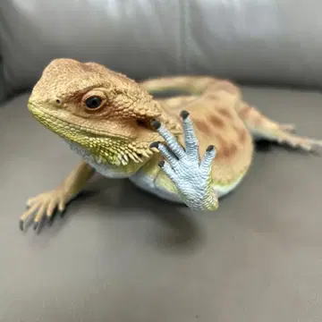 제일복권 파충류&양서류 비어디드래곤 라스트원