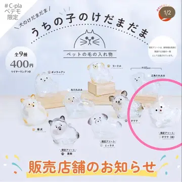 우리 아이의 털뭉치 페테모 한정판 화이트 치와와