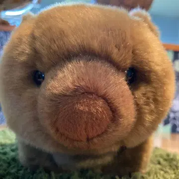 웜뱃 오츠키야마 동물원 공식 봉제 인형