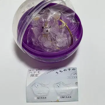 우리 집 강아지 털뭉치 개 한정판 모듬 치와와 (화이트)