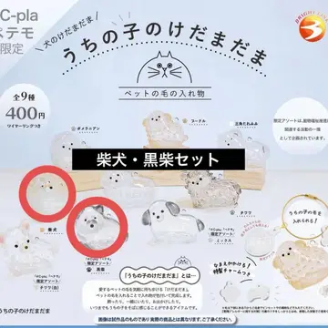 우리 집 강아지 털뭉치 시바견 블랙 시바