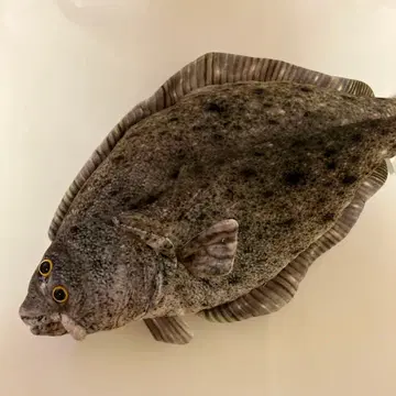 리얼 라메 봉제 인형