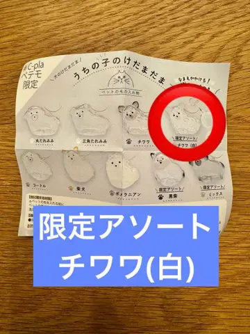 우리 집 강아지 털뭉치 페테모 한정판 화이트 치와와