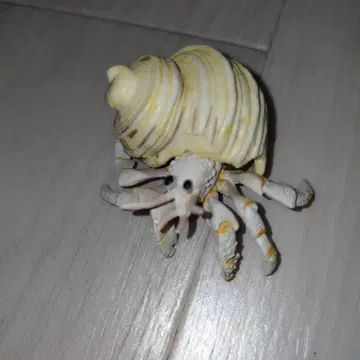 시크릿 소라게 B [지구 생명 기행 게 새우. 개정]