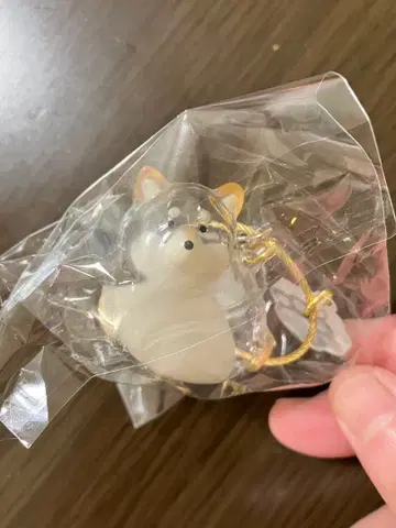 우리 아이의 케다마담 페테모 한정판 시바견