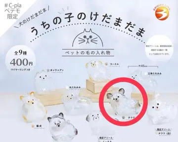 우리 아이 털뭉치 C-pla 페테모 한정판 강아지 치와와