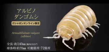 생물대도감 어드밴스 알비노 쥐며느리 온라인 한정판