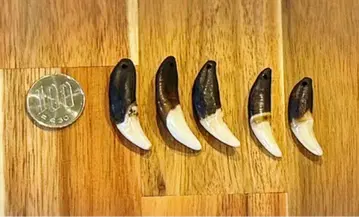 늑대 이빨 펜던트 부품 5개 세트