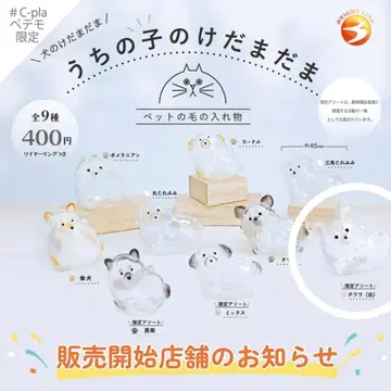 우리 집 털뭉치 화이트 치와와