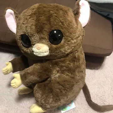 필리핀 안경원숭이