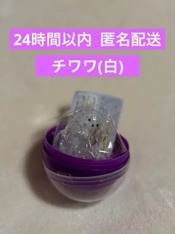 우리 집 털뭉치 화이트 치와와