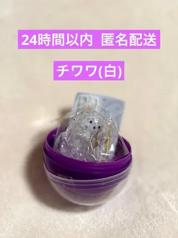 우리 집 털뭉치 화이트 치와와