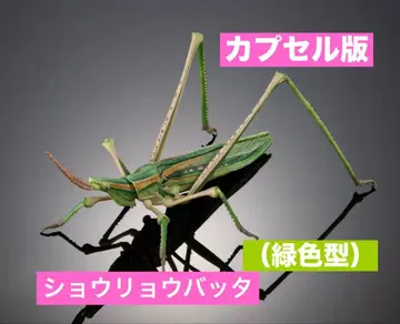 생물대도감 어드밴스 [ 캡슐판 ] 쇼료바타 ( 그린 컬러형 ) 단품