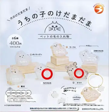 우리 아이의 털뭉치 동그란 늘어진 귀 치와와