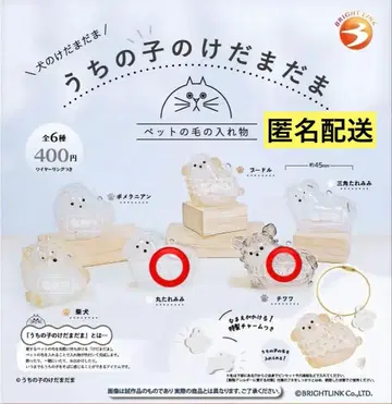 우리 아이의 털뭉치 동그란 늘어진 귀 치와와