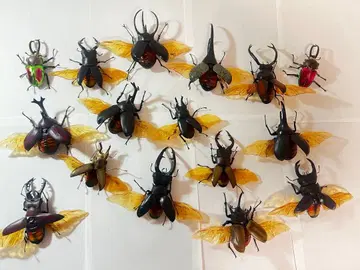 생물대도감 투구벌레 사슴벌레 무지개사슴벌레 묶음 판매