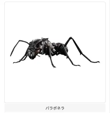 생물대도감 개미 파라포넬라