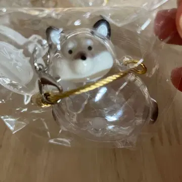 C-pla 페테모 한정판 우리 아이 털뭉치 블랙 시바