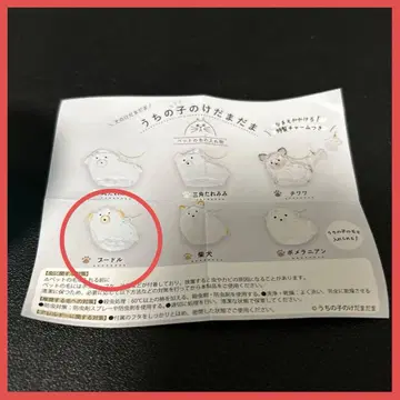 우리 집 털뭉치 푸들