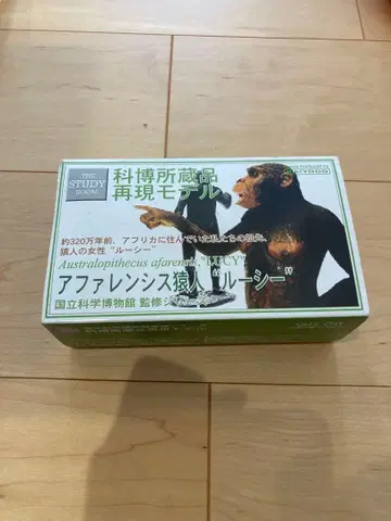 국립과학박물관 감수 시리즈 아파렌시스 원인 루시