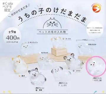 C-pla 페테모 한정판 우리 아이 털뭉치 한정판 모듬 치와와(화이트)