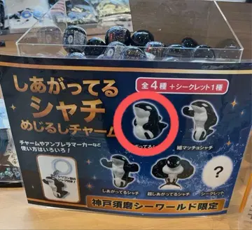 스마 시월드 완성된 범고래 메지루시 참 메타보 범고래