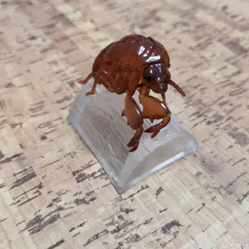 제일복권 곤충 매미 유충 매미 허물