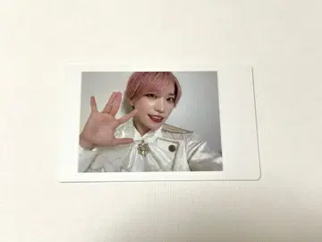 팬더드래곤 파라곤 하피카 타이거