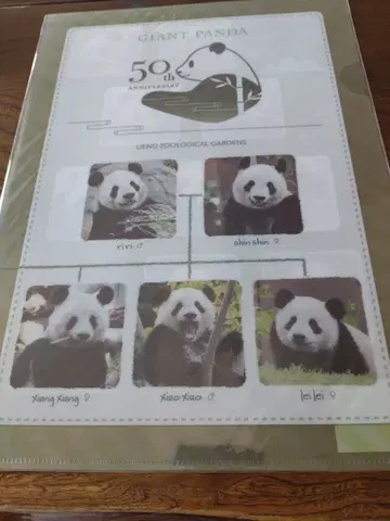 우에노 동물원 쌍둥이 팬더 클리어 파일 4