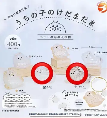 우리 아이의 털뭉치 강아지 치와와 동글 처진 귀