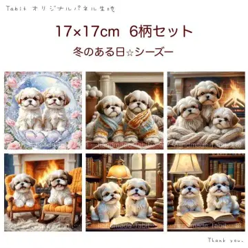 접수 겨울 어느 날 시츄