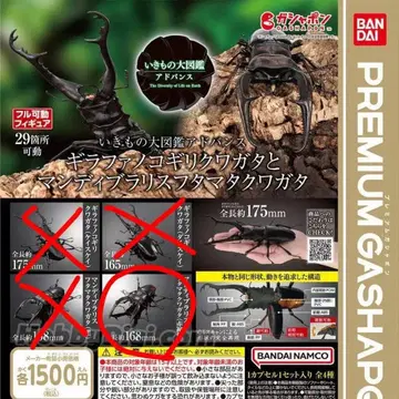 생물대도감 어드밴스 맨디브라리스 후타마타 사슴벌레