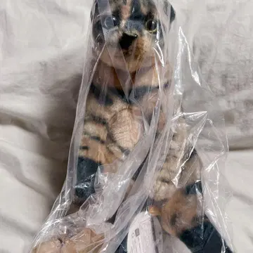 미개봉 새상품 택 포함 스왓치 Zoo 냥코 녹 고양이 리드 스코좌