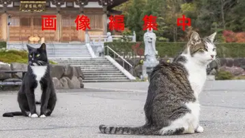 DVD 삼국지 Three Kingdoms 전 48권 중국