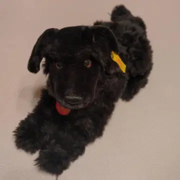 슈타이프 래브라도 리트리버 강아지