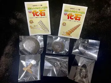 절멸한 옛날 생물 화석 6세트