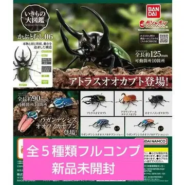 새상품 장수풍뎅이06 컴플리트 세트