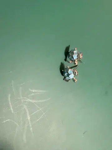 파란색 거북이 스터드 귀걸이