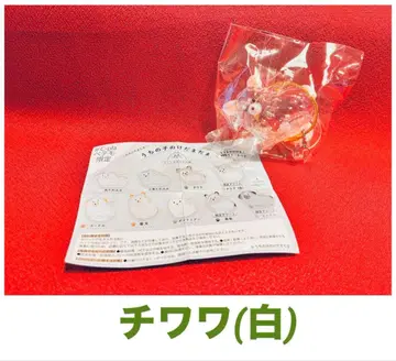 치와와 (화이트) 우리 집 털뭉치