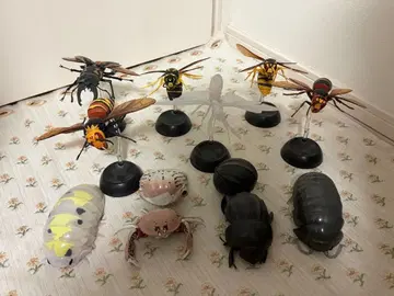 생물대도감 가챠 시리즈 사슴벌레 사마귀 벌 외 세트