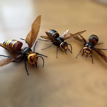 생물대도감 말벌 세트