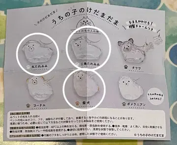 우리 아이의 털뭉치