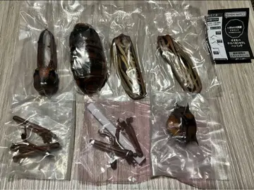 생물대도감 어드밴스 오오키바우스바카미키리 (라이트)