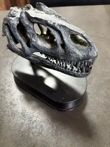 공룡 (티라노사우루스) 머리 모형 블랙 컬러 받침대 포함