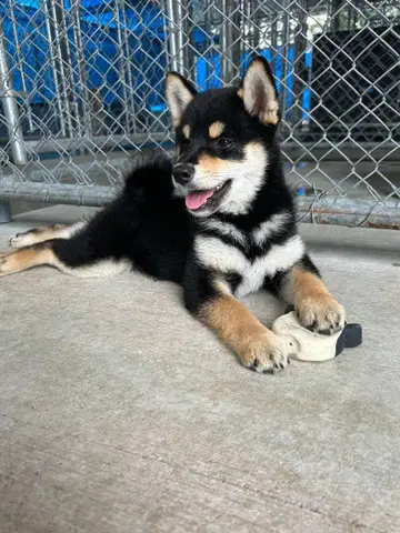 니지산지 코야나기 로우 Dytica 2nd Anniversary