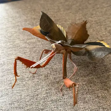 생물대도감 눈알집시마사마귀