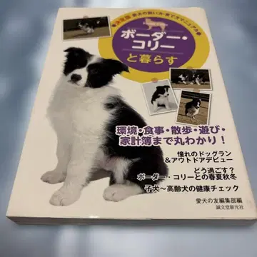 보더 콜리와 함께 살기