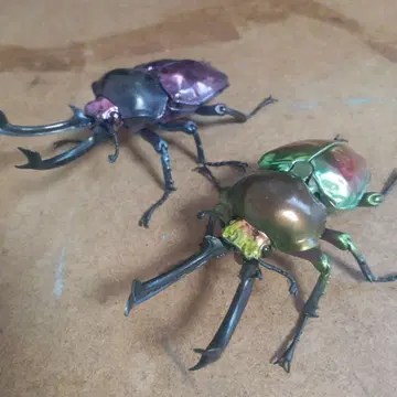 생물대도감 무지개 사슴벌레