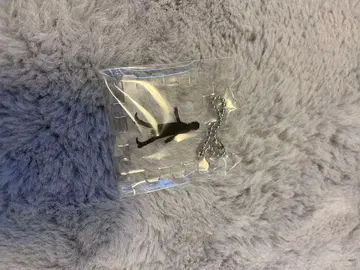 사쿠라이 아츠시 키링