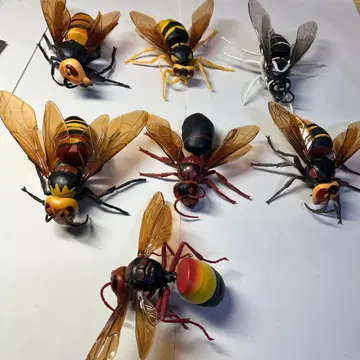 생물대도감 말벌 묶음 판매